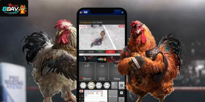App chơi đá gà uy tín 8DAY là lựa chọn được bet thủ say mê.