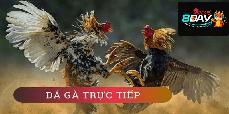 Nhà cái 8DAY khai thác rất nhiều kèo cược chọi gà đến từ các trường gà đình đám.