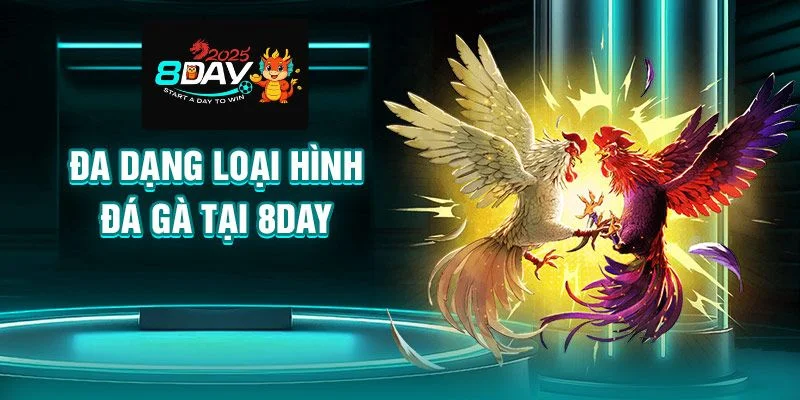 Đá gà 8DAY là sân chơi có đa dạng loại hình đá gà từ truyền thống đến kịch tính.