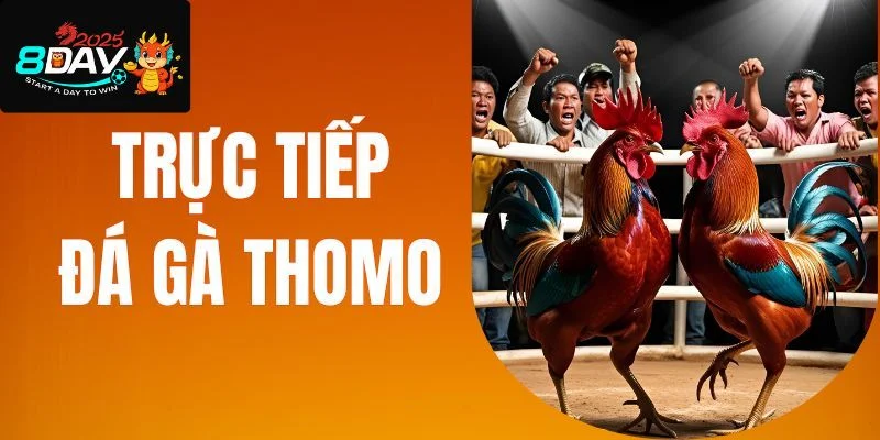 Hình thức đá gà Thomo tại 8DAY được bet thủ đặc biệt yêu thích.