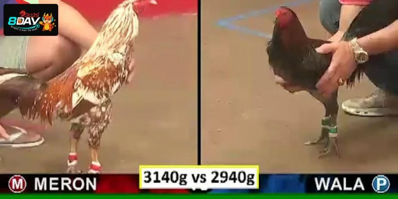Mẹo chơi đá gà Thomo chắc chắn cần nắm rõ các dạng kèo chơi.