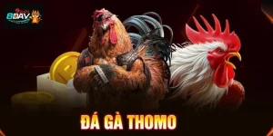 Mẹo Chơi Đá Gà Thomo 8DAY: Bắt Trọn Kèo Cược Hấp Dẫn