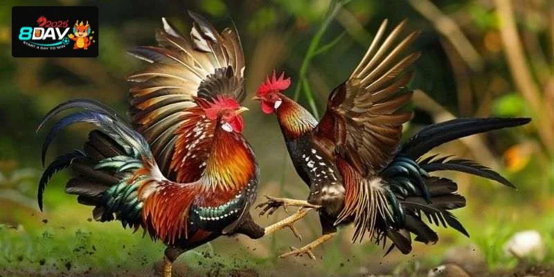 Nắm bắt khái niệm đá gà giúp tay chơi cược thưởng thả ga.