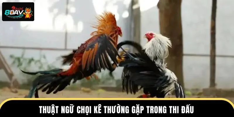 Thuật ngữ đá gà bao gồm nhiều cụm khái niệm đặc trưng.