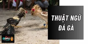 Thuật Ngữ Đá Gà: Chỉ Dẫn Cược Gà Đá Cho Tân Thủ Tại 8DAY
