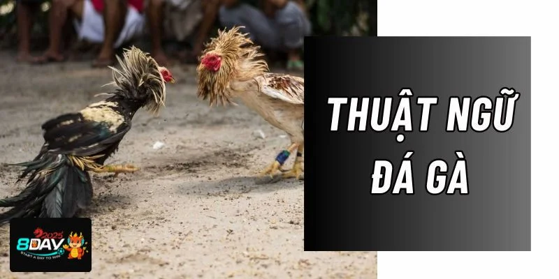 Thuật Ngữ Đá Gà: Chỉ Dẫn Cược Gà Đá Cho Tân Thủ Tại 8DAY
